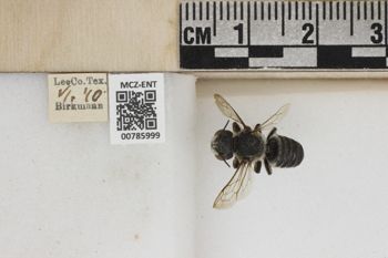 Media type: image;   Entomology 785999 Aspect: Labels